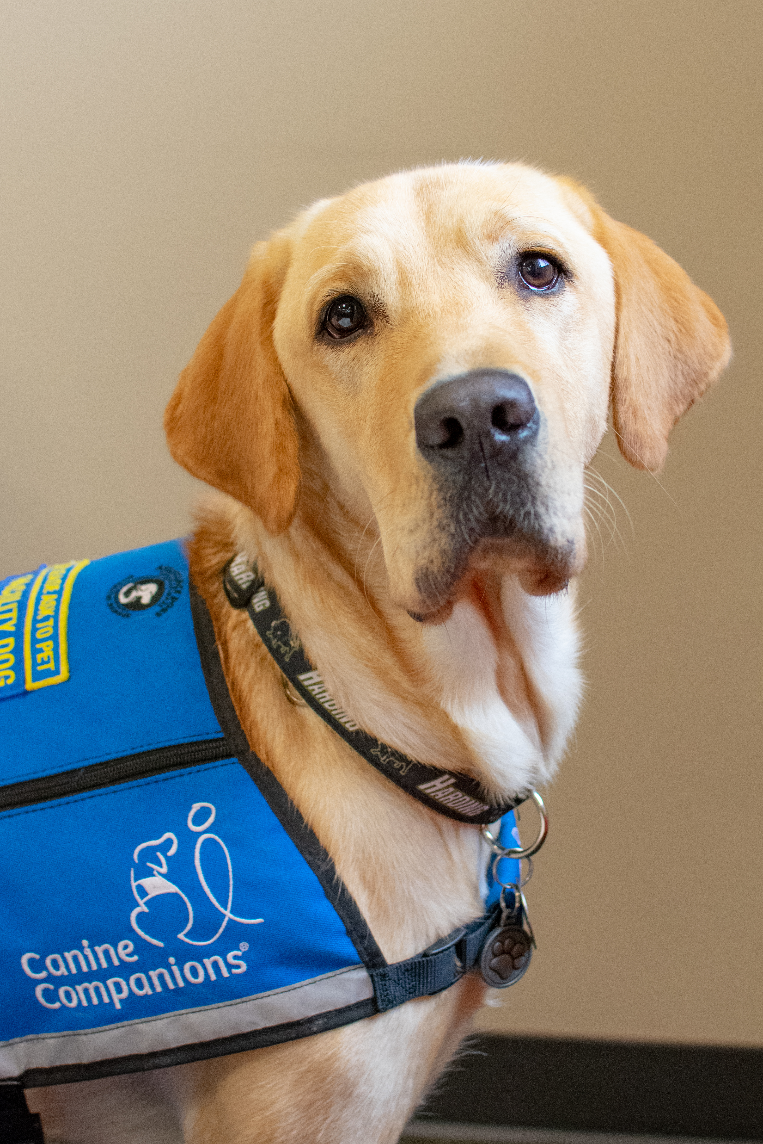 A golden retriver dog in a blue vest