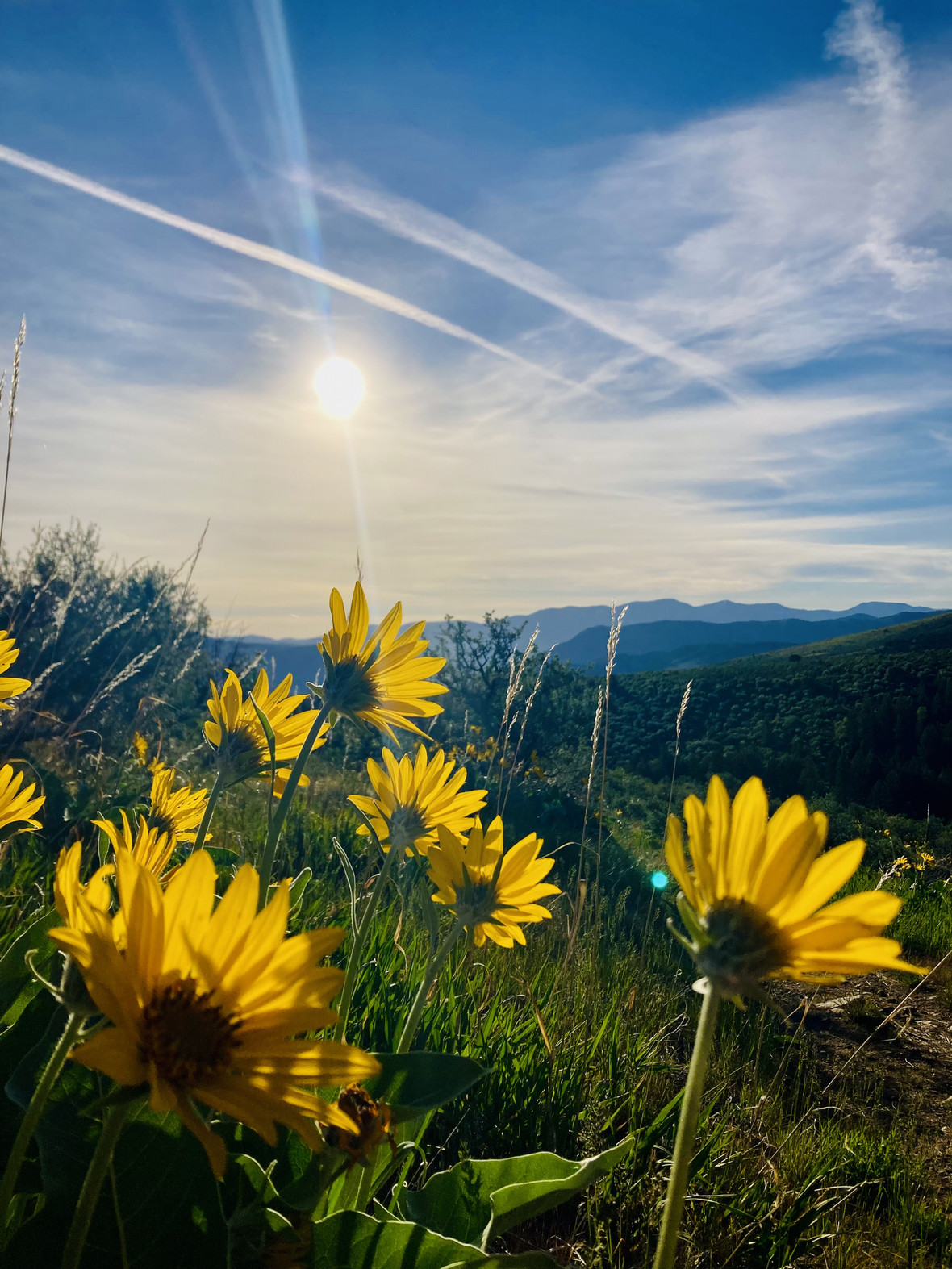 A sunny and mountainous Idaho landscape with prominent yellow flowers.